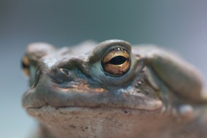 bufo toad
