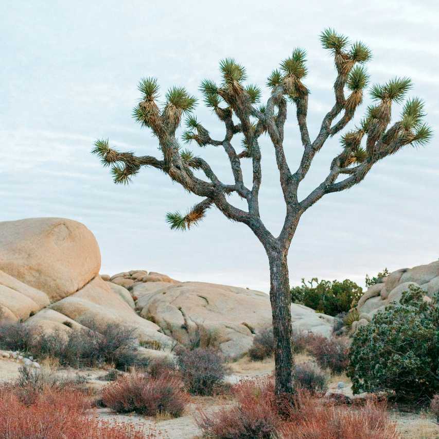 conservation and 5-MeO-DMT