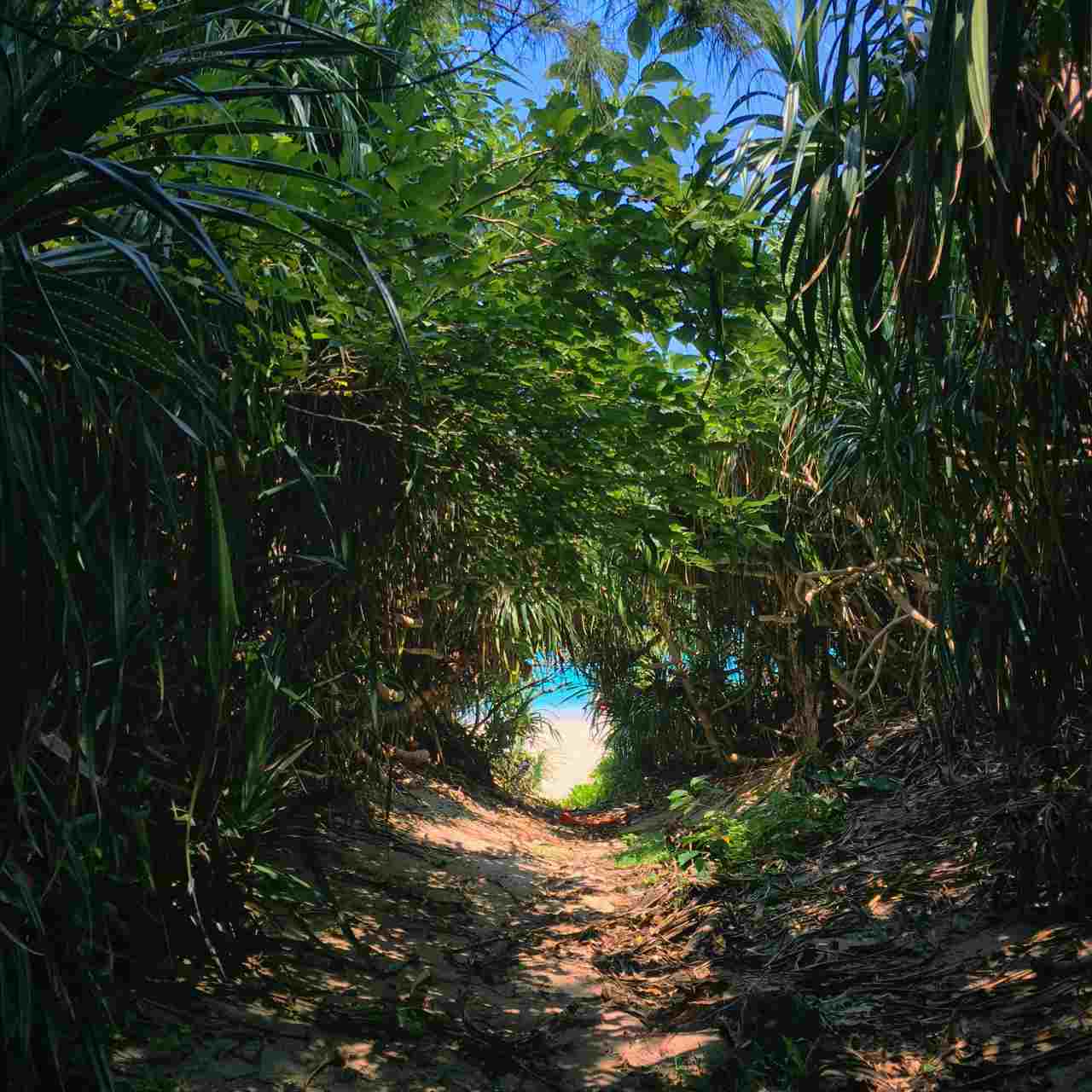 path forward with synthetic 5-MeO-DMT